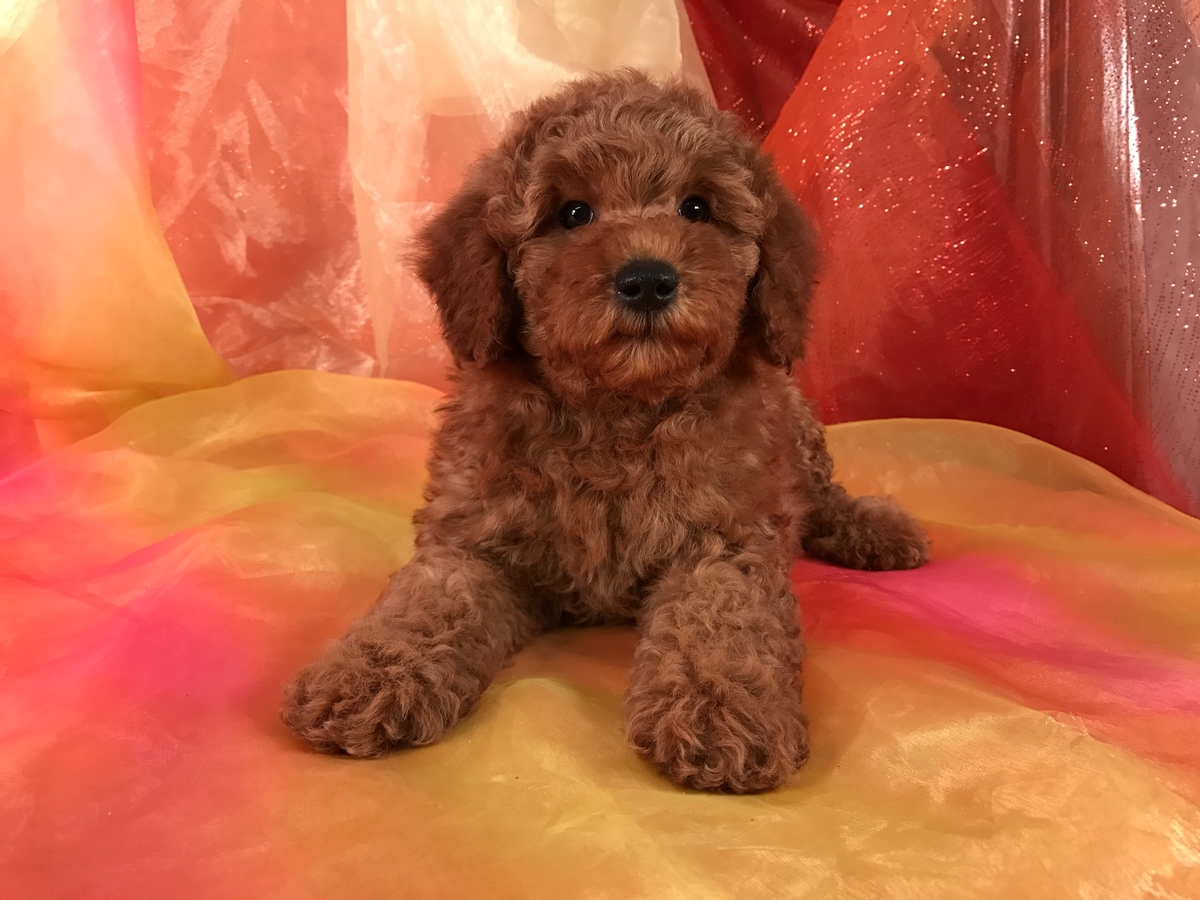 Miniature Gorldendoodle Pup for Sale- Red